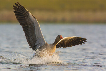 Grauwe Gans, Greylag Goose, Anser anser