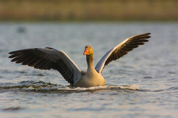 Grauwe Gans, Greylag Goose, Anser anser
