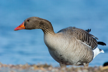 Grauwe Gans, Greylag Goose, Anser anser