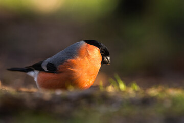Goudvink;  Bullfinch; Pyrrhula pyrrhula