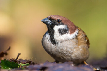 Ringmus, Eurasian Tree Sparrow, Passer montanus