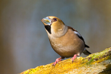 Appelvink, Hawfinch, Coccothraustes coccothraustes