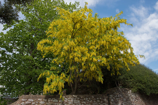Yellow Spring Flowers of a Common Laburnum Tree (Laburnum anagyroides) Growing bty a Stone Wall in a Garden in Rural Somerset, England, UK
