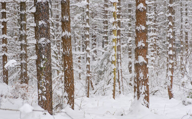 Fototapeta premium Snowy forest in the Sierra de Aralar, Euskadi