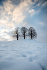 three Lindentrees on top of a hill in snow, Emmental