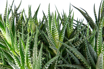 Attenuate Haworthia Flower or Zebra Plant Sample Isolated on Green Background