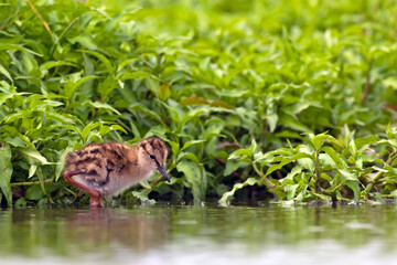 Tureluur, Common Redshank, Tringa totanus