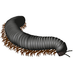 Centipede poisonous on a white background. Scolopendra is crawling. Vector illustration