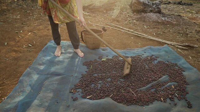 Young woman is rolling coffee beans with wooden agriculture tool and drying coffee beans in the sun. Coffee plantation on coffee farm. Laos, Asia. Sun shine.
