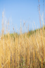 Golden colorful crop meadow,fortuna gold under a blue vivid sky