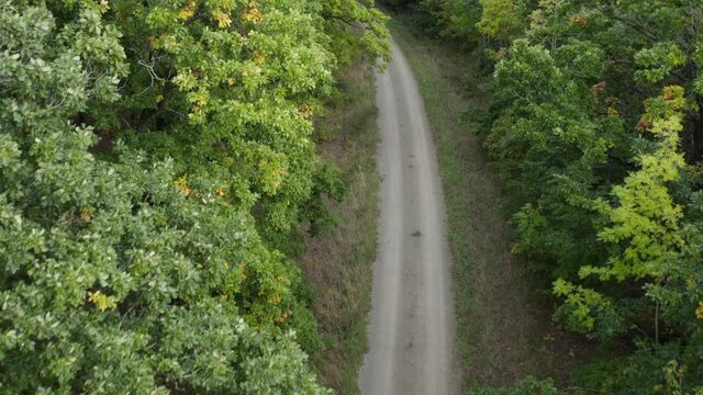 Empty road in forest, Steigerwald, Franconia, Bavaria, Germany