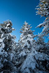 perfect snow covered fir tree in winter