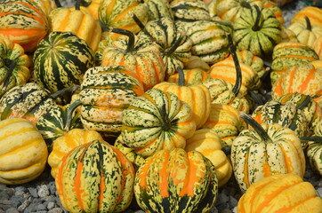 Piles of Carnival Squash for sale at an outdoor farmer's market.