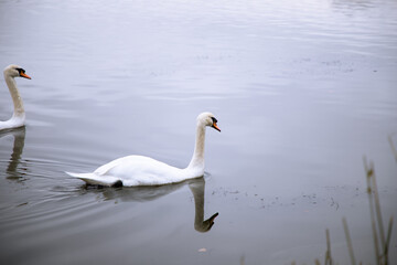 Swan swimming in a park lake