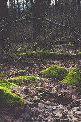 Moss covered rocks in a deep forest at late autumn. Broken branches in the background and fallen leaves covering the foreground.