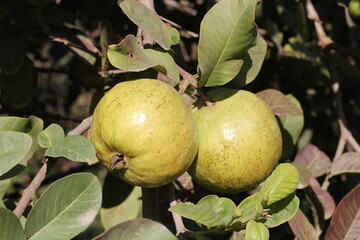 green sweet gava with closeup photography 