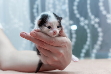 Black and white newborn kitten on a female palm, the first day opened his eyes