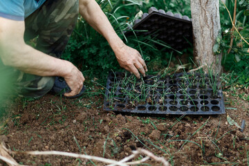 Senior grandfather gardening on the ground kneeling, sunny day. Onion seedlights in hands. Pots on soil. Concept of gardening. Organic and healthy lifestyle at home garden