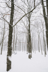 Snow-covered forest landscape in cloudy weather