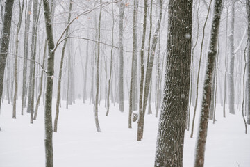 Snow-covered forest landscape in cloudy weather