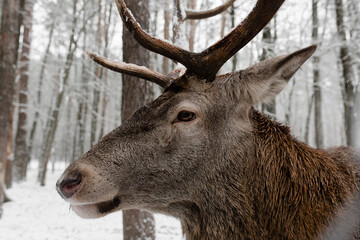Naklejka na ściany i meble Portrait of a deer in winter season and snowing. Beautiful Deer male with big horns in the winter snowy forest.