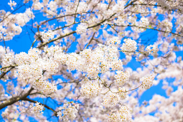 Japanese delicate cherry sakura flowers and trees.