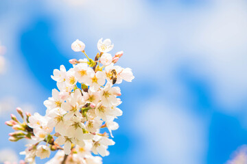 Fototapeta na wymiar Spring cherry blossom garden.