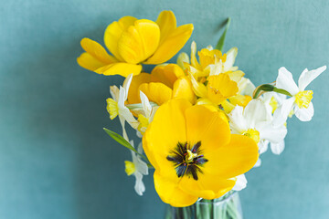Beautiful spring bouquet of yellow tulips and white daffodils in a glass vase on a turquoise background close-up. Holiday, international women's day, mother's day, romantic gift, postcard.