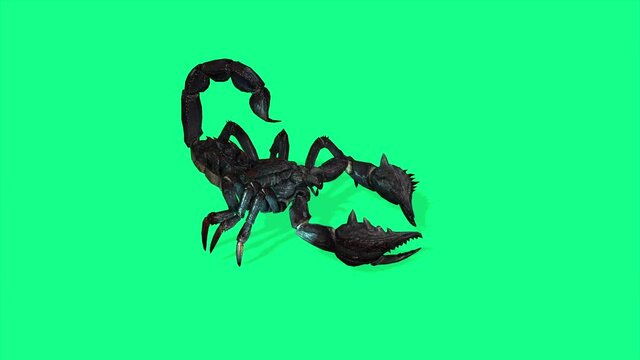 4k  animation - Forest scorpion in an aggressive posture on green screen