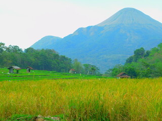 rice field