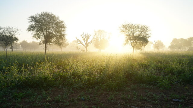 Yellow Dormant Mustard Or Brassica Plants In Winter Foggy Morning. Awesome Foggy Morning View With Bright Yellow Mustard Landscape.