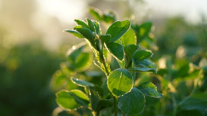 Beautiful leaves of Trigonella foenum or Methi consisting of three small obovate to oblong leaflets. Dim sunbeam view on the Methi plant.