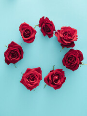 fresh lovely red roses on baby blue background. minimal flat lay concept for St Valentines day