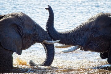 Fototapeta premium Elephants