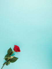 fresh red rose with green leaves on baby blue background. minimal flat lay.