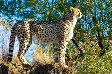 Cheetah