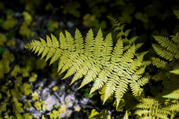 Trendy Color of the year 2021 Illuminating yellow. Large green fern leaf in the forest in the grass. Close up. Pteridium aquilinum