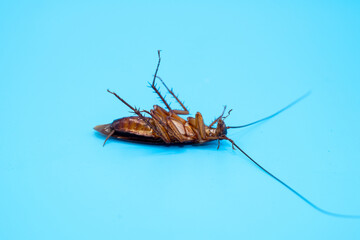 Cockroach isolated on blue background.