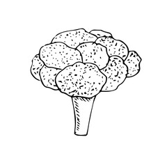 Fresh broccoli, vector illustration. hand drawing sketch