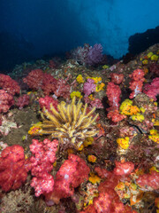 Yellow feather star on a wall fully covered with corals (Mergui archipelago, Myanmar)