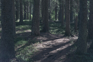 Obraz premium The old forest of Øverbymarka at Gjøvik, Norway.