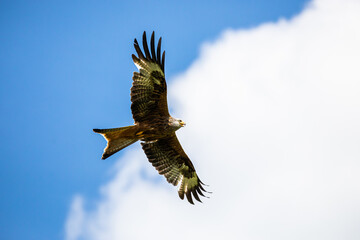 Red kites in flight