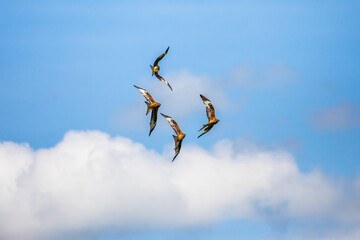 Red kites in flight
