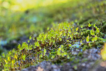Bright green moss Background texture in nature.Beautiful moss and lichen covered stone.