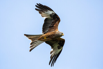 Red kites in flight