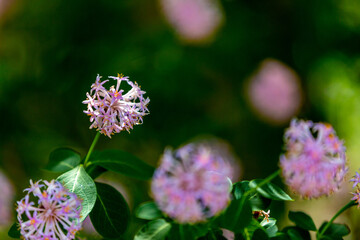Close up of Pom-pom tree flowers. Botanical name: Dais cotinifolia.