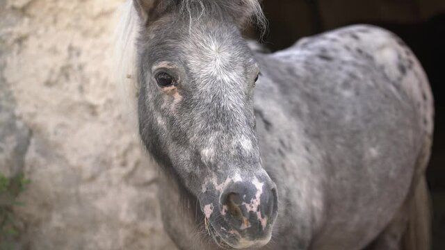 Adorable light grey pied thoroughbred young horse with white mane stands near old house stone wall at traditional farmyard close view slow motion.