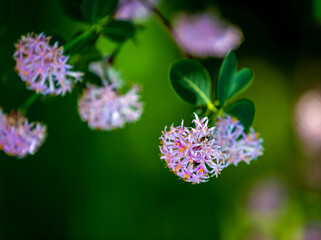 close up of pom-pom tree flowers. botanical name: dais cotinifolia.