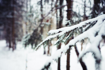 Tannenzweig mit Schnee im Winter Winterwonderland