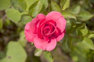 Blooming bud of a spray rose on a flower bed near in the garden